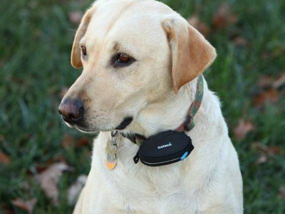 Garmin ist auf den Hund gekommen