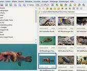 Screenshot der Thumbnail-Ansicht im FastStone Image Viewer
