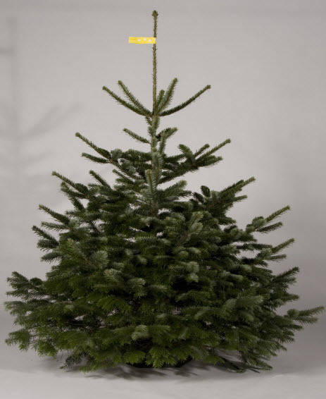 Oh Tannenbaum, oh Tannenbaum ...