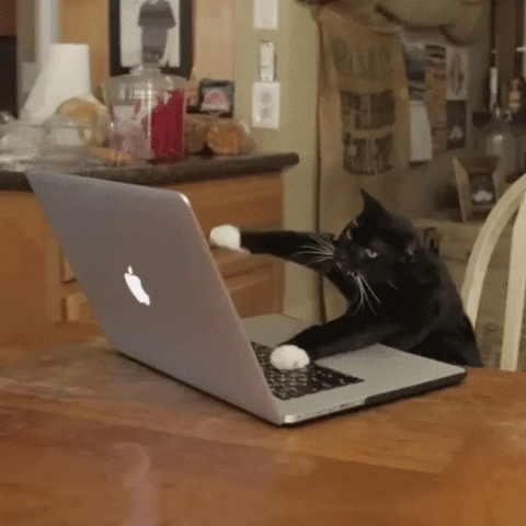 Animiertes GIF zeigt eine Katze, die auf einer Notebooktastatur tippt