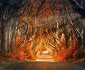Eine stimmungsvolle Aufnahme einer Strasse, die durch einen Herbstwald führt