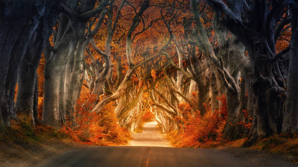 The Dark Hedges, Irland