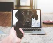 Hund auf Display, Hand greift Pfote