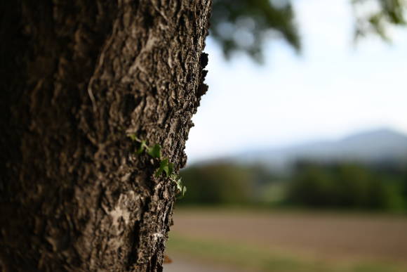 Nikon Z5 Bokeh