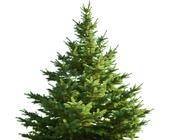 Tannenbaum auf weissem Hintergrund