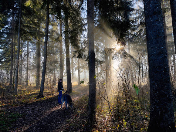 Wald mit strahlender Sonne hinter den Ästen und mit sehr hohem Kontrast