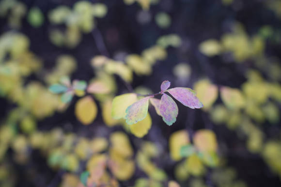 Nahaufnahme herbstlicher Busch, aufgenommen mit der Sony Alpha 7 IV