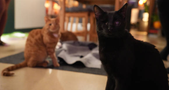 Zwei Katzen im Wohnzimmer, aufgenommen mit der Sony Alpha 7 IV