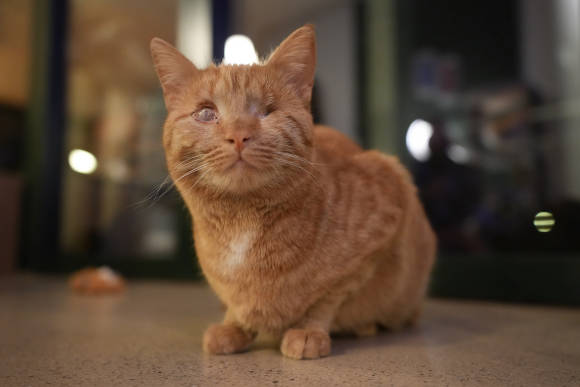 Katze vor Fensterfront, aufgenommen mit der Sony Alpha 7 IV