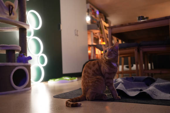 Beispielbild Katze in Wohnzimmer, aufgenommen mit der Sony Alpha 7 IV