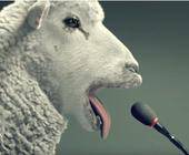 Ein Schaf blökt in ein Mikrofon