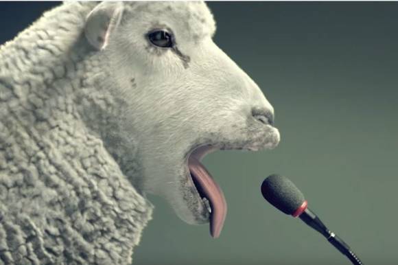 Ein Schaf blökt in ein Mikrofon 