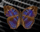 Der Schmetterling ist braun gefärbt und schimmert zusätzlich blau