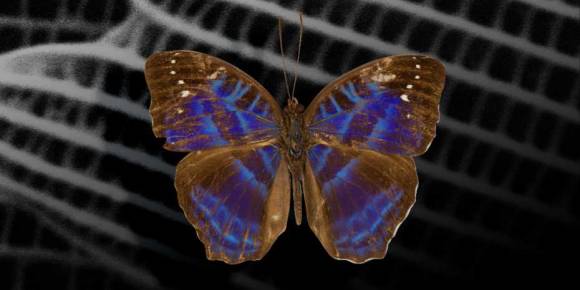 Der Schmetterling ist braun gefärbt und schimmert zusätzlich blau 