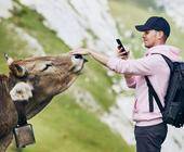 Ein Wanderer fotografiert mit seinem Smartphone eine Kuh