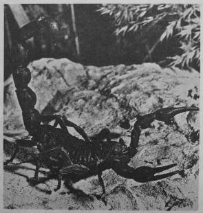 Schwarzweissbild eines Skorpions