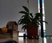 Einblatt-Pflanze auf Bürotisch
