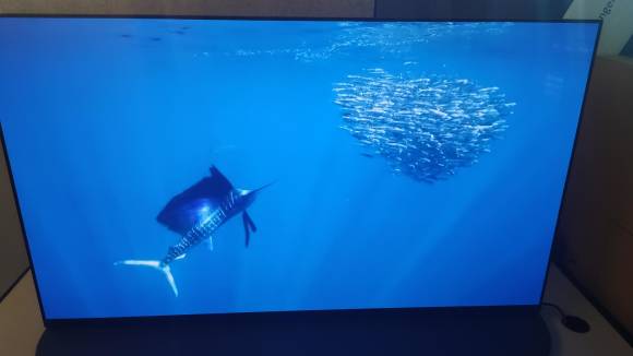 Der Fernseher zeigt ein Unterwasserbild, unten links ein Schwertfisch