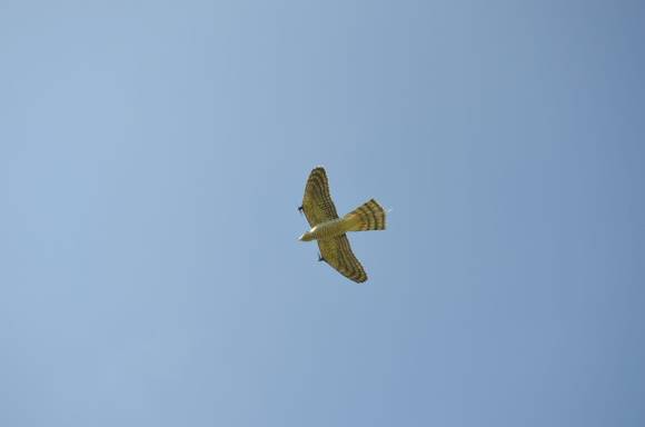 Auf den ersten Blick sieht diese Drohne wie ein Falke aus 