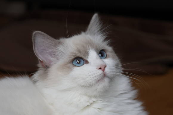 Portrait Katze