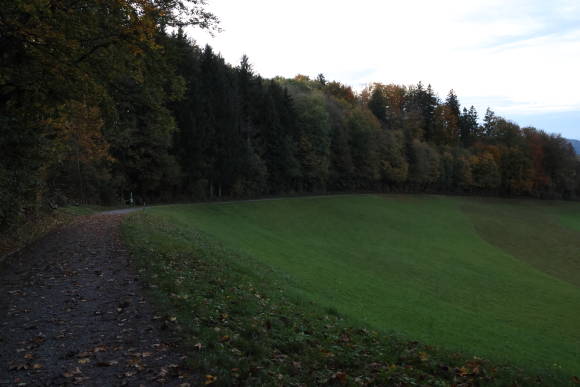 Landschaftsaufnahme Albispass, Waldrand