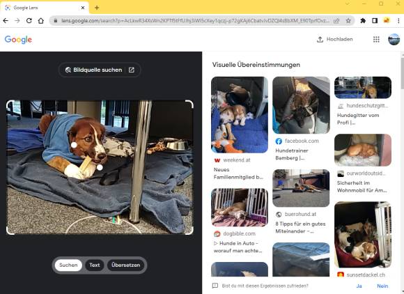 Die Lens-Suche nach Bildern, die dem Redaktionshund Cody ähneln