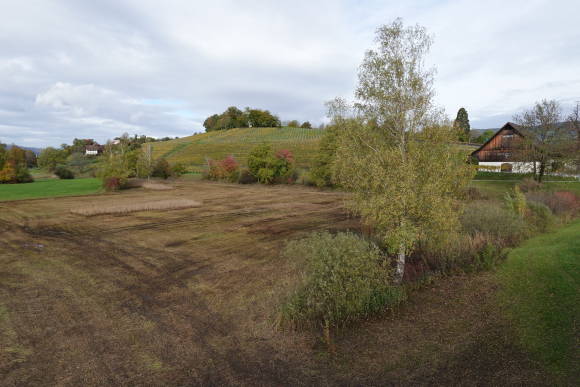 Landschaftsaufnahme Au (ZH) Herbst