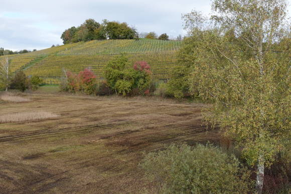 Landschaftsaufnahme mit Zoom, in Au (ZH) Herbst