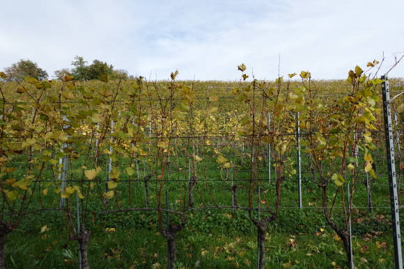 Weinreben im Herbst, Au (ZH)