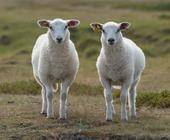 Zwei nahezu gleiche Schafe stehen auf einer Wiese