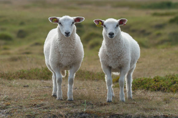 Gleich oder nahezu gleich: die Suche hat ein Ende Zwei nahezu gleiche Schafe stehen auf einer Wiese