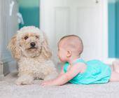 Symbolbild eines Babys neben einem kleinen Hund
