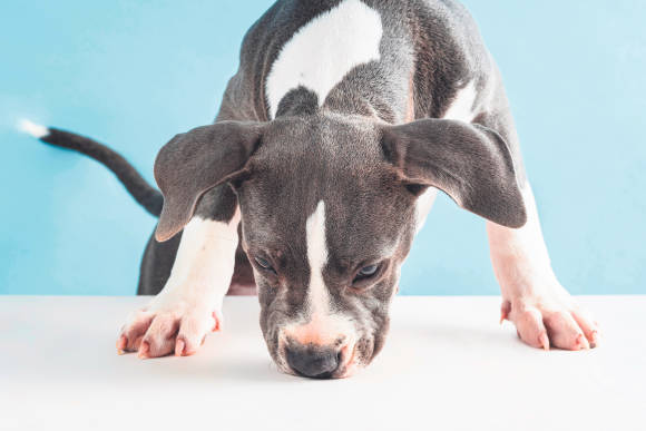 Ein junger Hund schnüffelt auf einer Tischplatte 