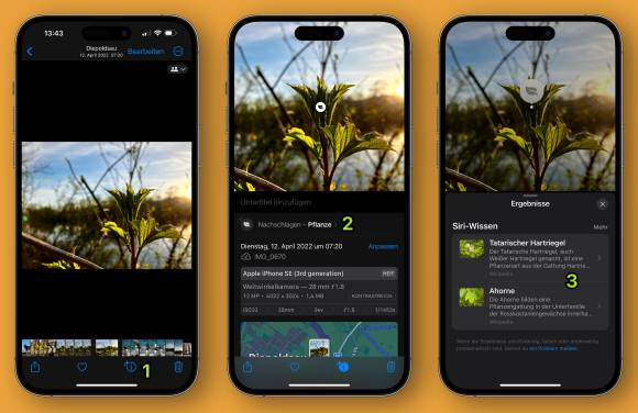 Das iPhone erkennt eine Pflanze auf einem Foto