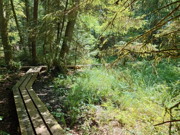 Landschaftsaufnahme Moor im Sihlwald