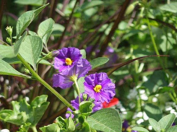 Nahaufnahme der violetten Blüten eines Enzianstrauches