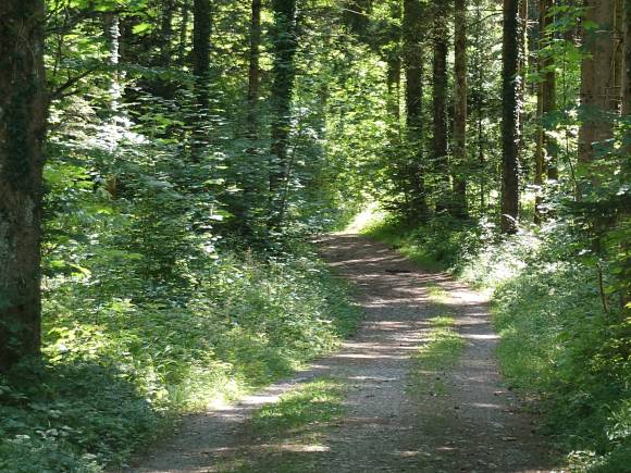 Landschaftsaufnahme Wald mit Tele