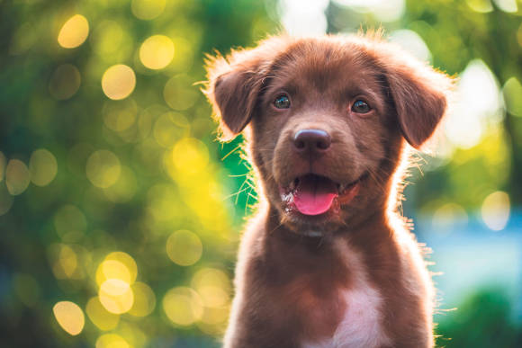 Bild 9: Dank dem bei Porträts zuschaltbaren Bokeh ist nur das Hauptmotiv scharf