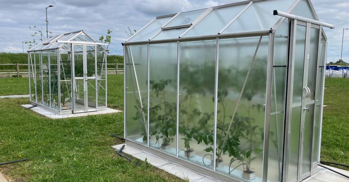 Hightech-Farbe-erh-ht-Ertrag-im-Gew-chshaus